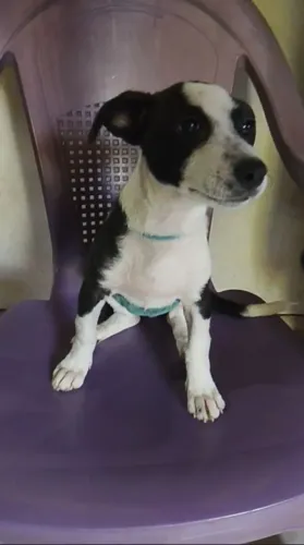 Doação cachorro 