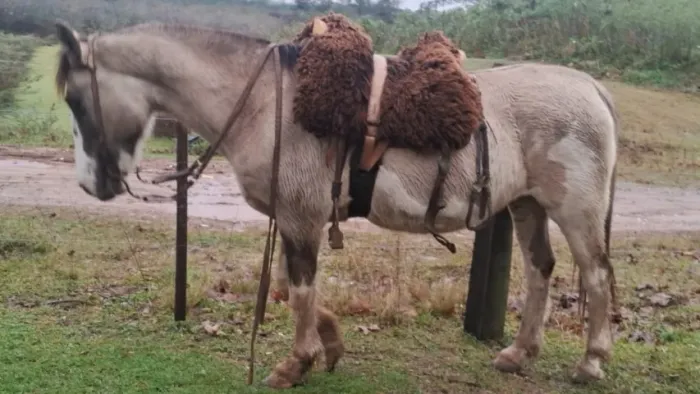 Linda Égua Lobuna Tobiana Bragada, pelagem rara, jovem e bem domada.