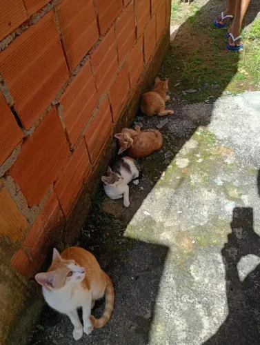 FILHOTES DE GATOS