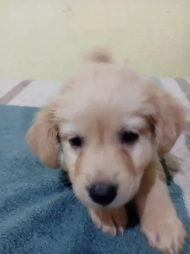 cachorro fofo 