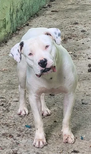Cachorro American Bully puro macho