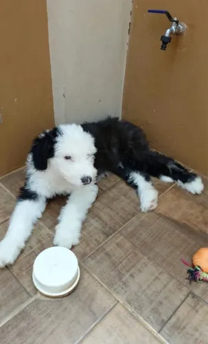 Filhote Fêmea Old English Sheepdog