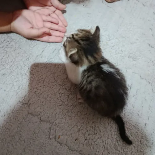 GATINHO FILHOTE ADOÇÃO