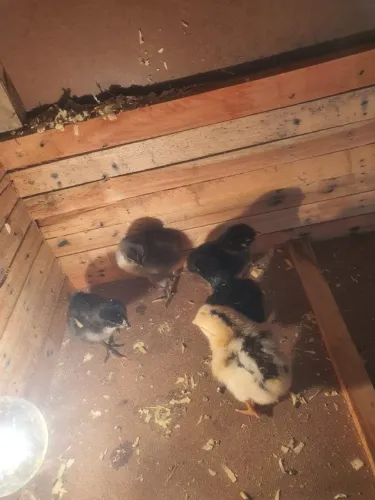 OVOS E PINTINHOS