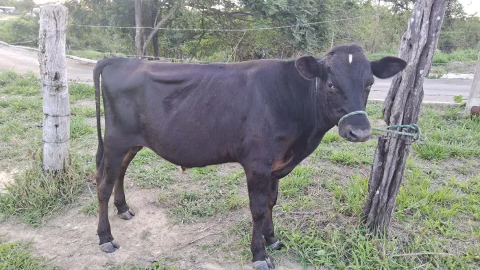 Vendo um boi manso de cabresto? 