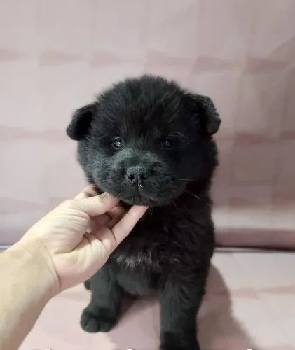 Chow Chow ! Puro encanto !