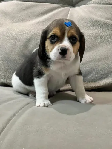 Beagle
