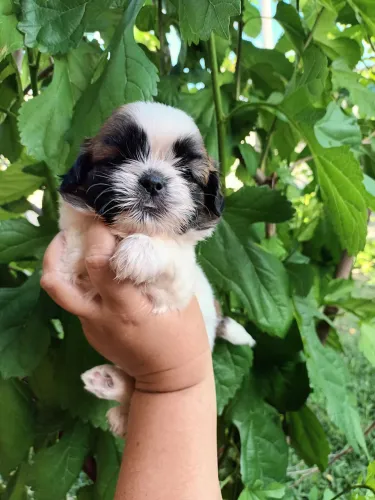 Cachorro shitzu