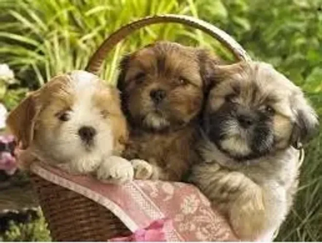 LINDOS E PELUDINHOS SO 300 CADA , ENTREGO