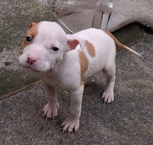 Filhote Pitbull apbt