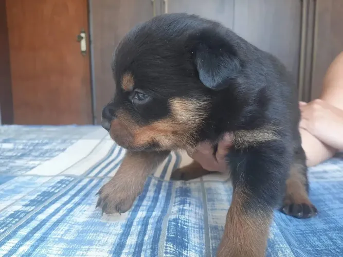 Rottweiler O novo membro da sua família está aqui
