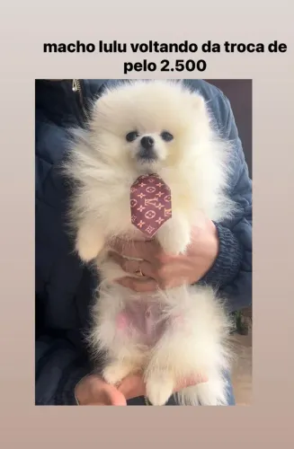 Lindos lulus pronta entrega