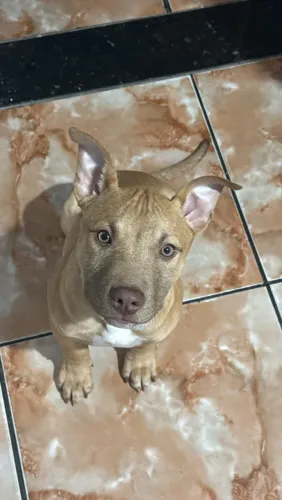 Vende-se pitbull