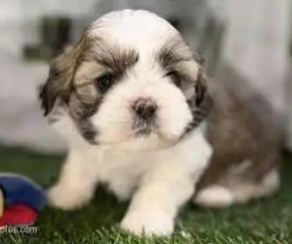 Lhasa Apso Filhotes Seu Melhor Amiguinho.