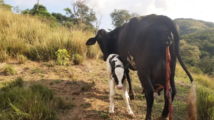 Vacas leitera 