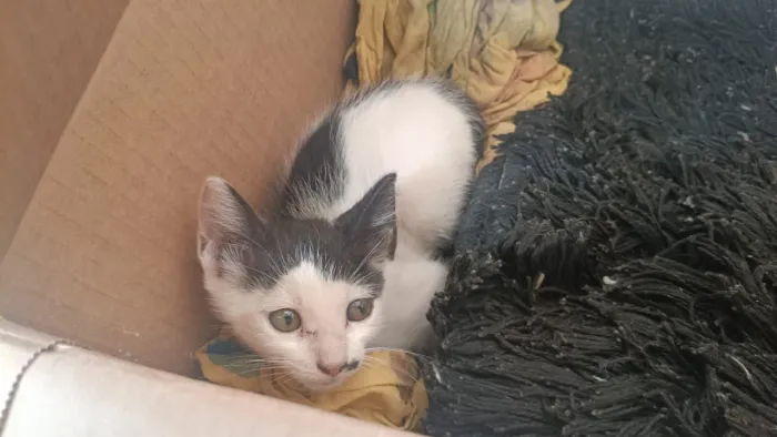 Doação de Gato Fêmea