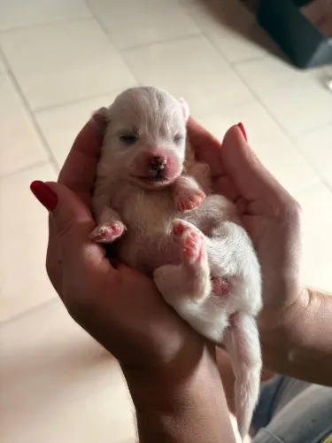 Filhotes de Spitz Alemão Anão (Lulu da Pomerânia) com Pedigree 