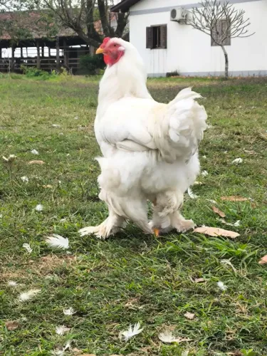 Galo brahma white