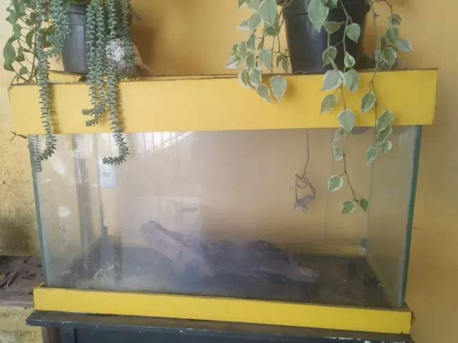 Aquário 200 litros