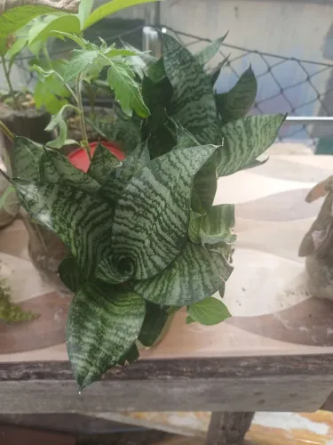 Plantas mudas de mini espada-de-são-jorge 