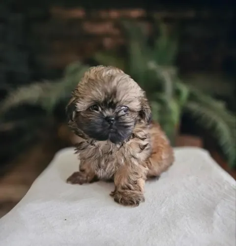 Shih Tzu Pequeno e Fofo
