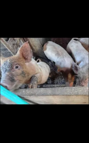 Porco Caipira