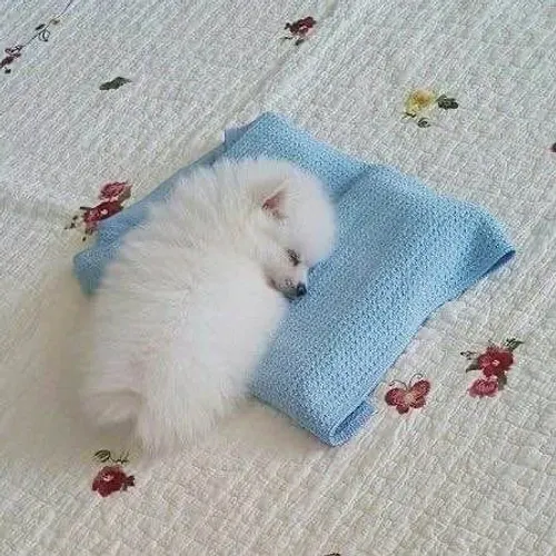 Filhote spitz alemão, Encontre Aqui o Filhote Perfeito Para Você!