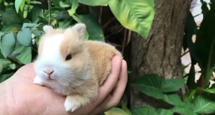 Mini coelho Anão Netherland Dwarf