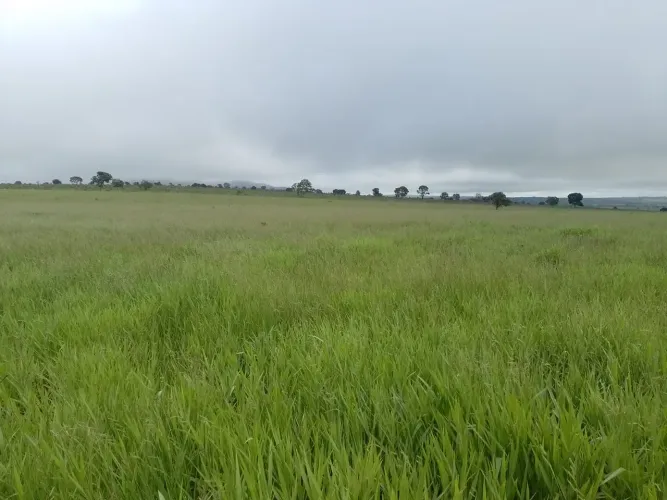 COD435- FAZENDA À VENDA 300 HECTARES RIO VERDE/MS