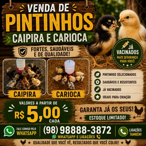 Pintinhos caipira e carioca 