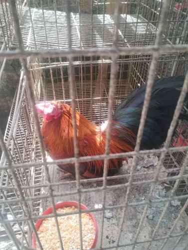 Casal de garnize