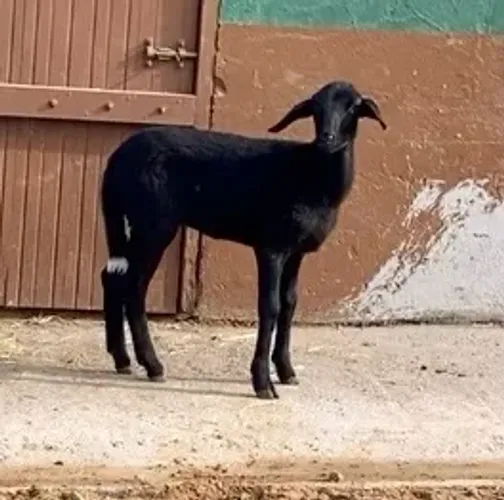 Carneira a venda