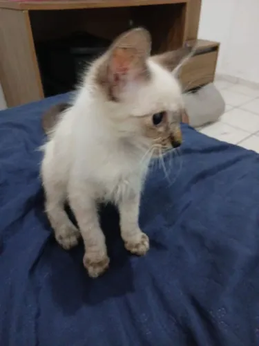 Gatos