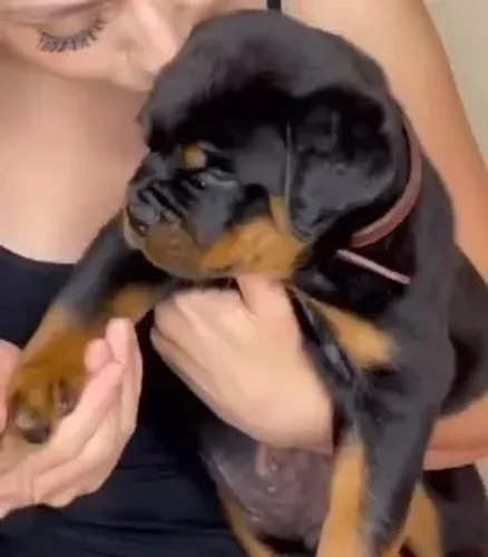 ROTTWEILER - MACHOS E FÊMEAS
