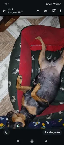 Vendo cachorro pinscher