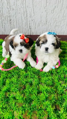 Lindas filhotes de shih tzu fêmeas mini - Pais são meus