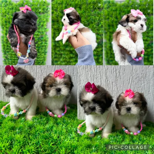 Lindas filhotes de shih tzu fêmeas - todas fêmeas 
