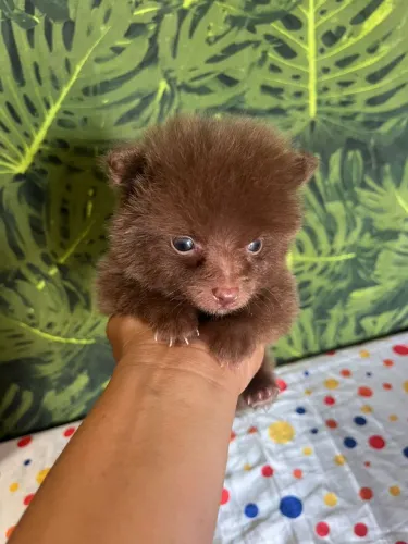 Lulu da Pomerânia