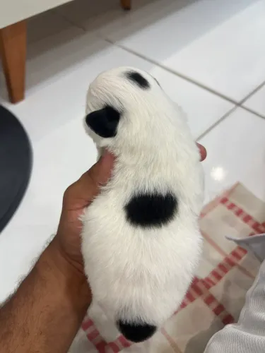 Filhote de lhasa apso