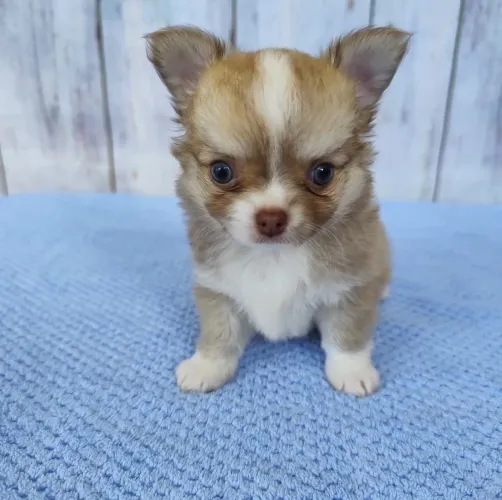 Chihuahua Pêlo Longo Macho - Garanta ja o seu. 