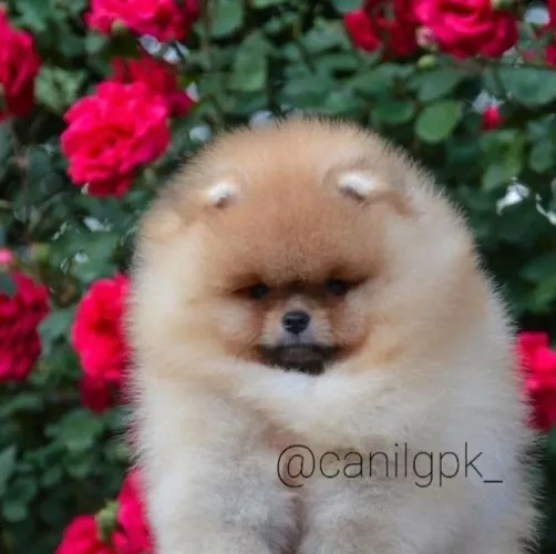 Lulu da Pomerânia anão ursinho 10x 350,00 sem juros nos cartões!