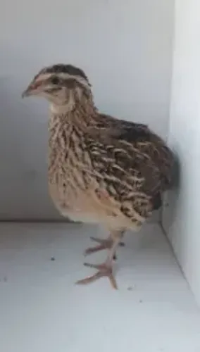 Codorna