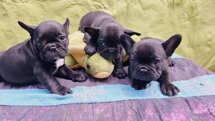 Vendo Bulldog francês macho