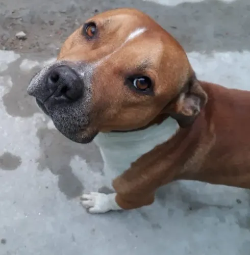 ESTOU DOANDO ESSE PITBULL NO BUTANTÃ EM SP