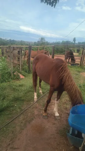 Vende-se égua manga longa paulista bem grande