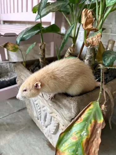 Doação de um lindo ratinho de casa