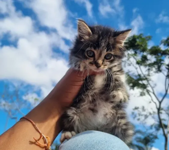Filhote de gato mestiço Siberian