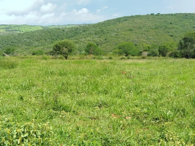 Fazenda de café e pasto a venda na região de Planalto 