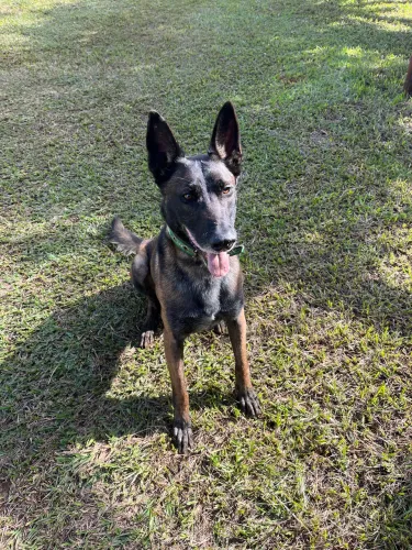 Adestrador de cães