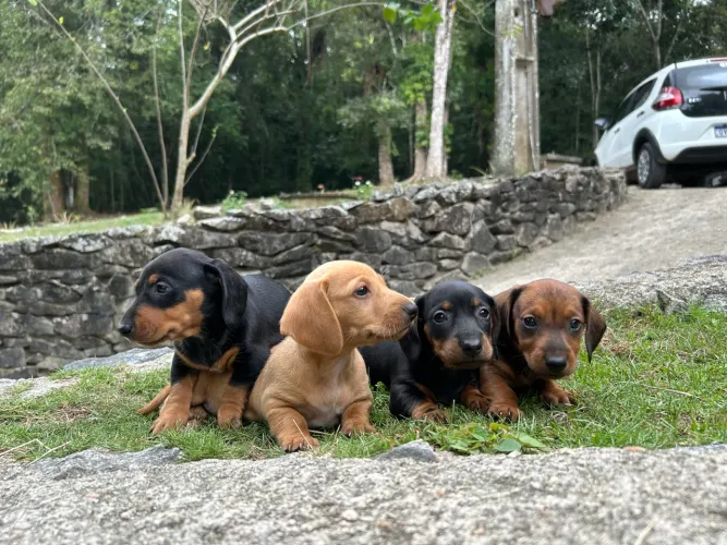 Filhote de Dachshund (salsichinha) 